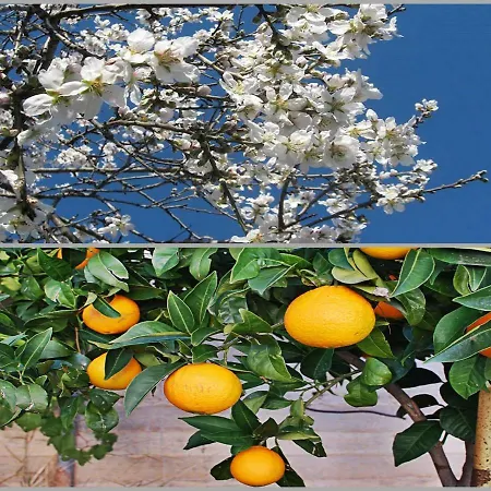 Fairytale Nerotriviá